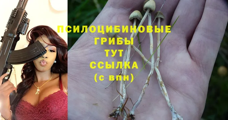 хочу   Чернушка  Псилоцибиновые грибы Psilocybe 